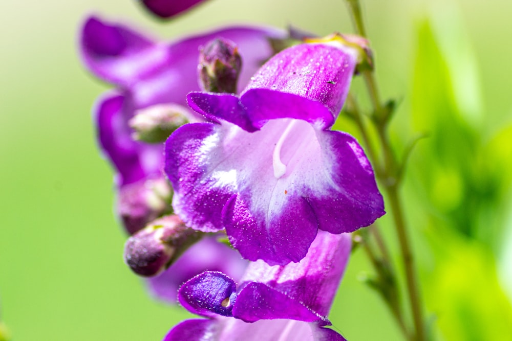 shallow focus photo of purple flowers