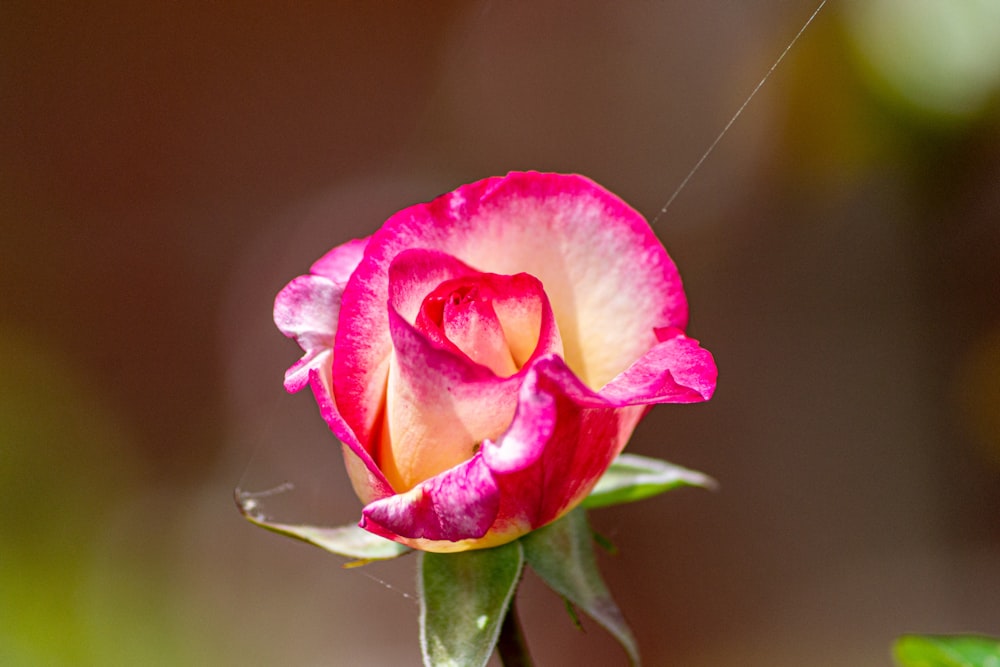 focus photography of pink petaled flower