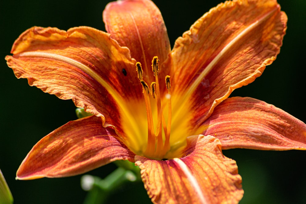 shallow focus photo of orange flower