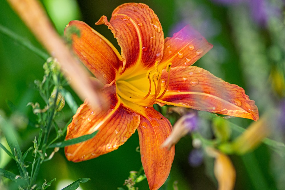 orange flower