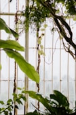 Glass greenhouse windows are lined with lush green leaves and vines. Large leaves and twisting branches create a natural and serene environment. The light filters through the glass, highlighting the vibrant greenery.