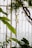 Glass greenhouse windows are lined with lush green leaves and vines. Large leaves and twisting branches create a natural and serene environment. The light filters through the glass, highlighting the vibrant greenery.