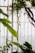 Glass greenhouse windows are lined with lush green leaves and vines. Large leaves and twisting branches create a natural and serene environment. The light filters through the glass, highlighting the vibrant greenery.