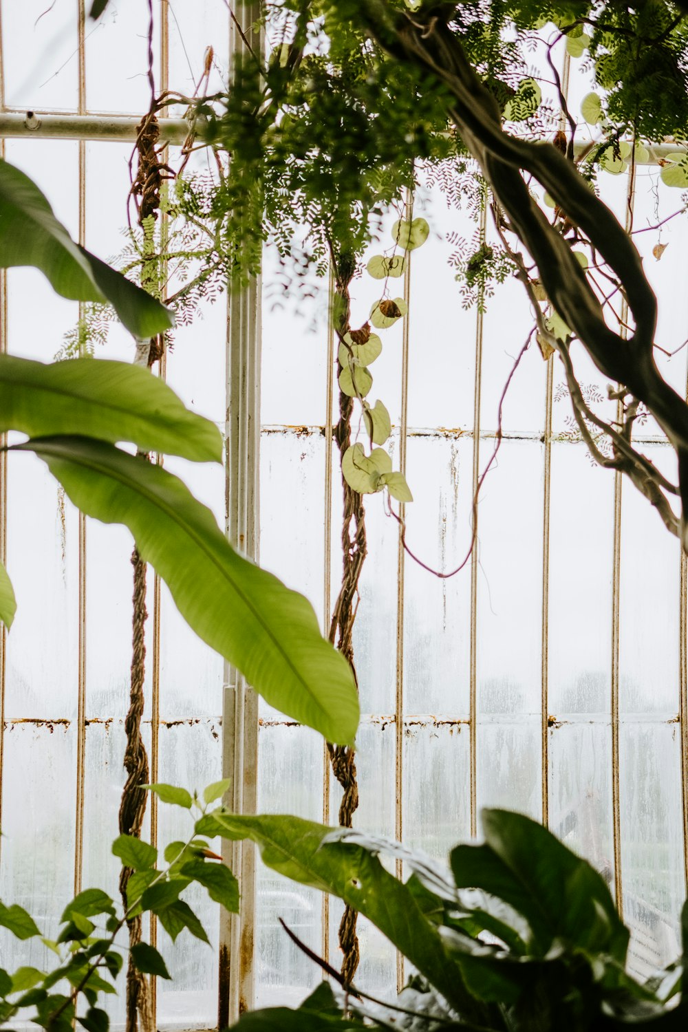 green-leafed plant