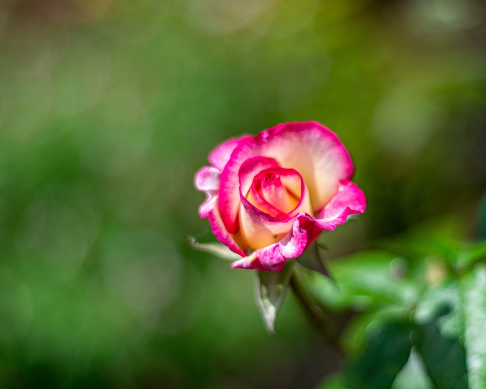 pink petaled flower