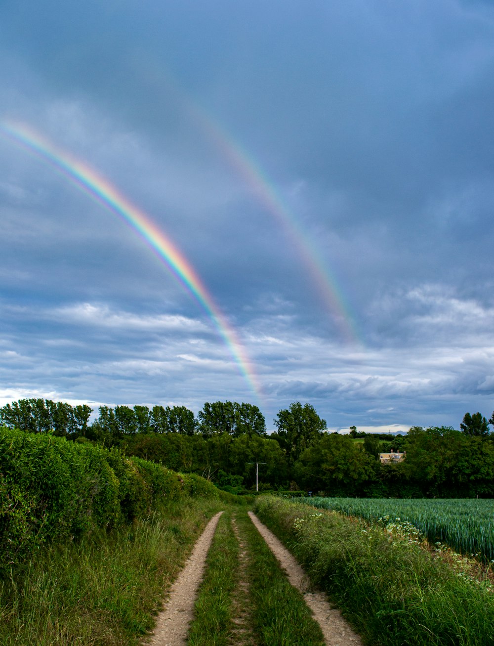 green trees under cloudy sky