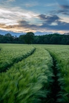 green plant field