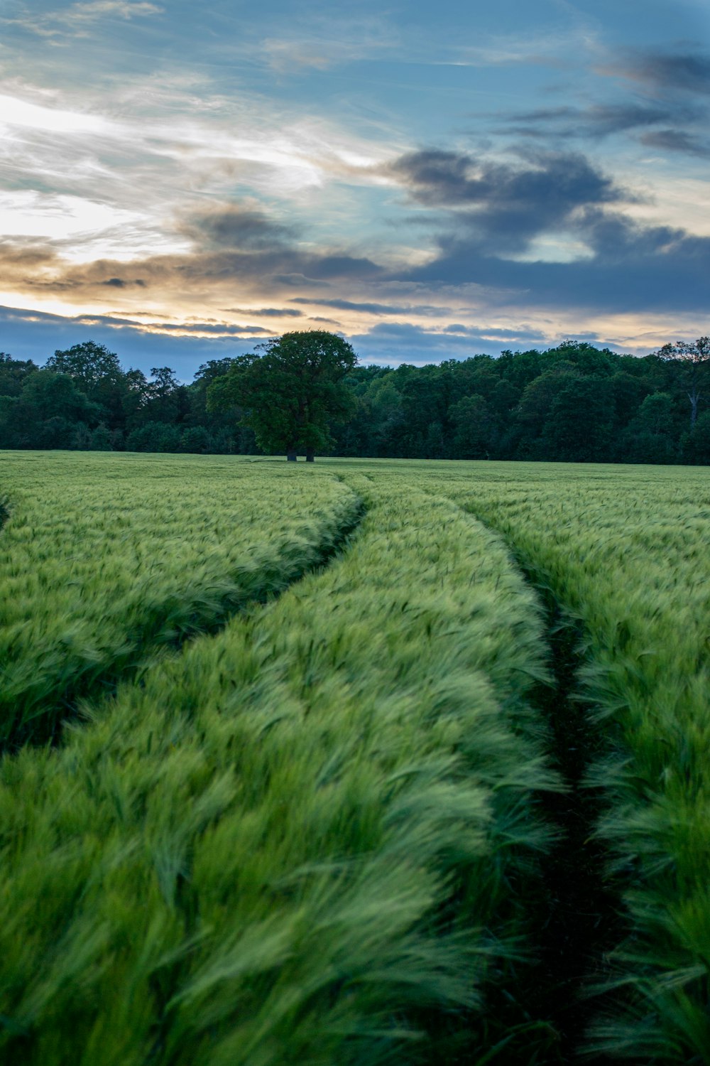 green plant field