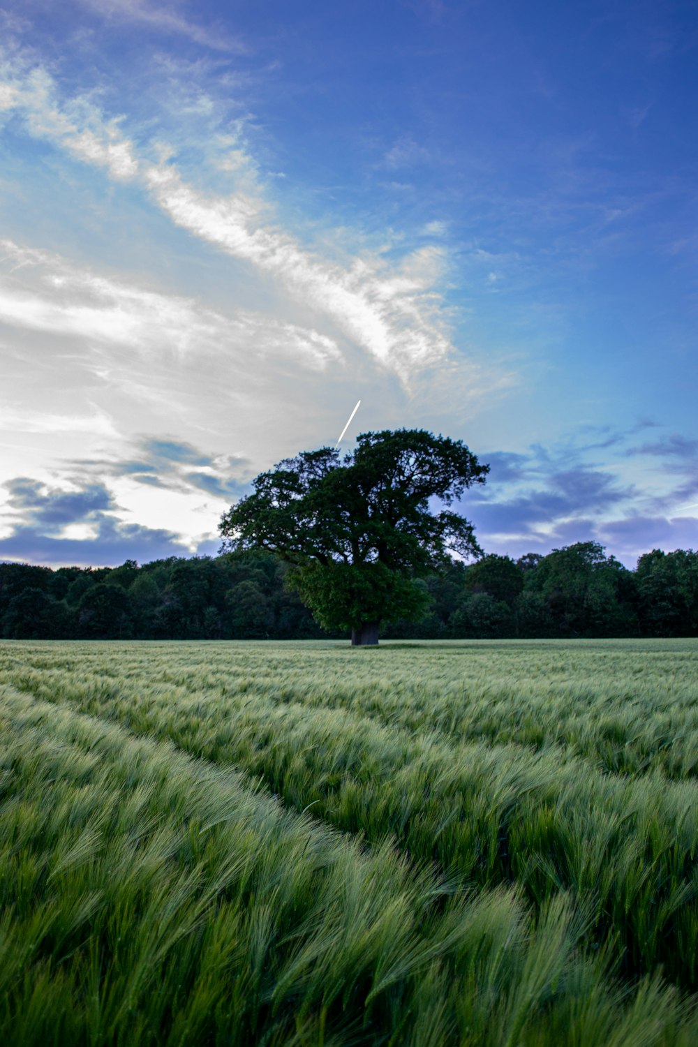 green-leafed tree surrounded by grass fields