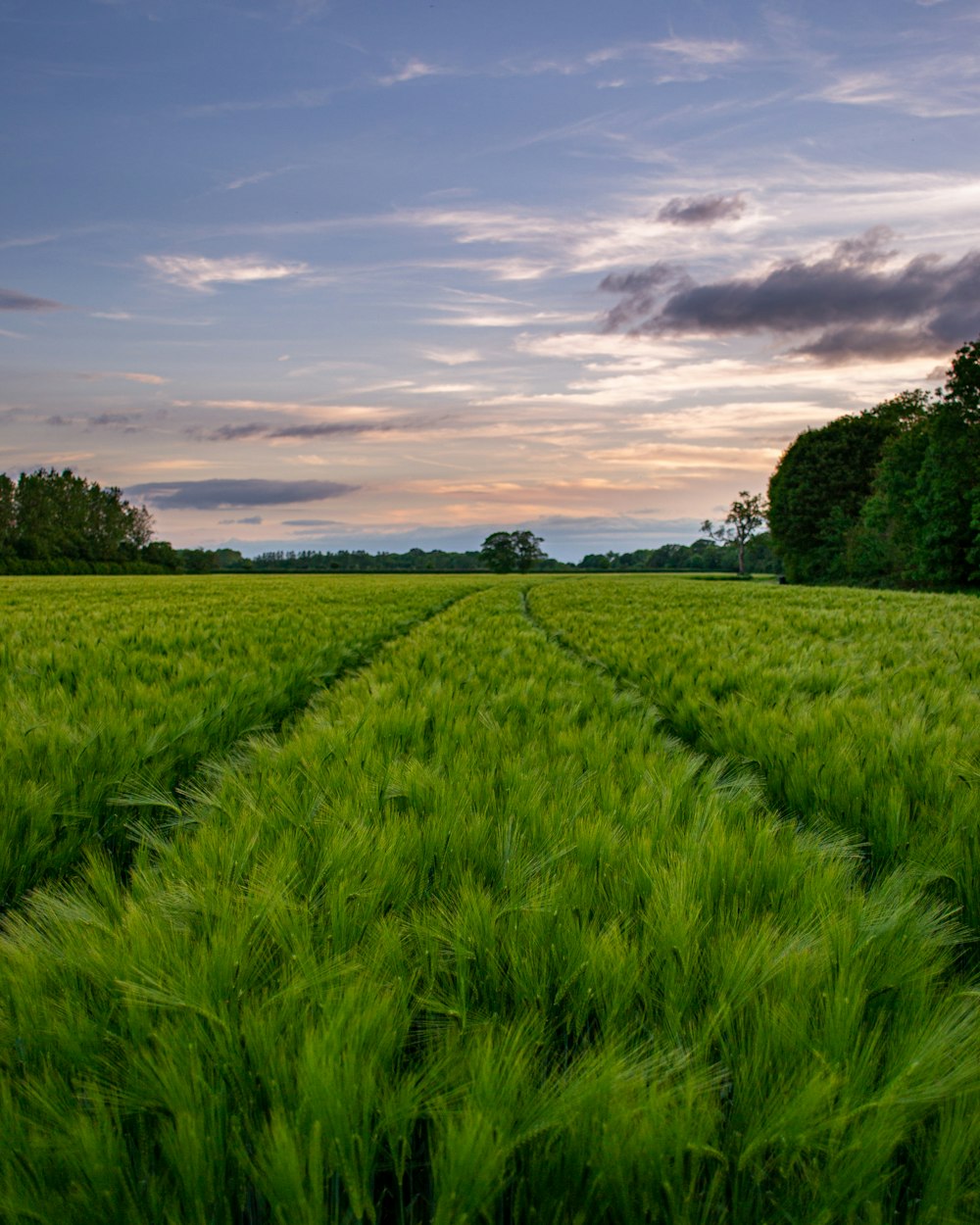 green grass field