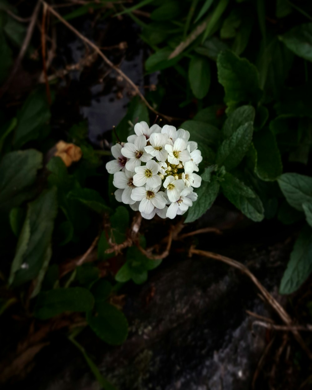 shallow focus photo of white flowers