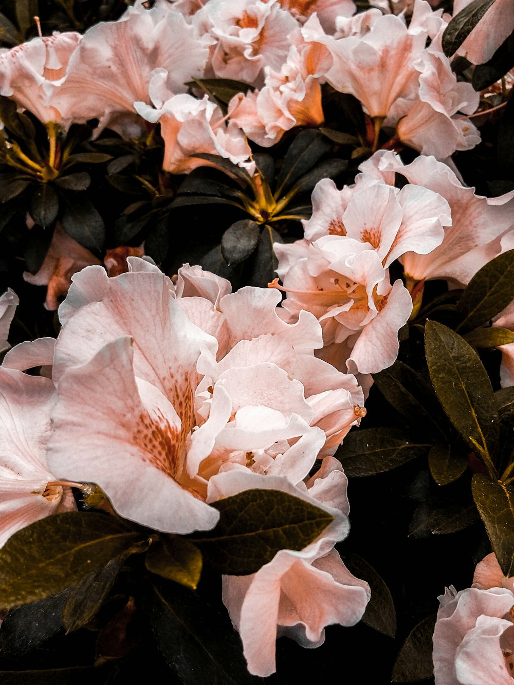 shallow focus photography of green-leafed plant with pink flowers