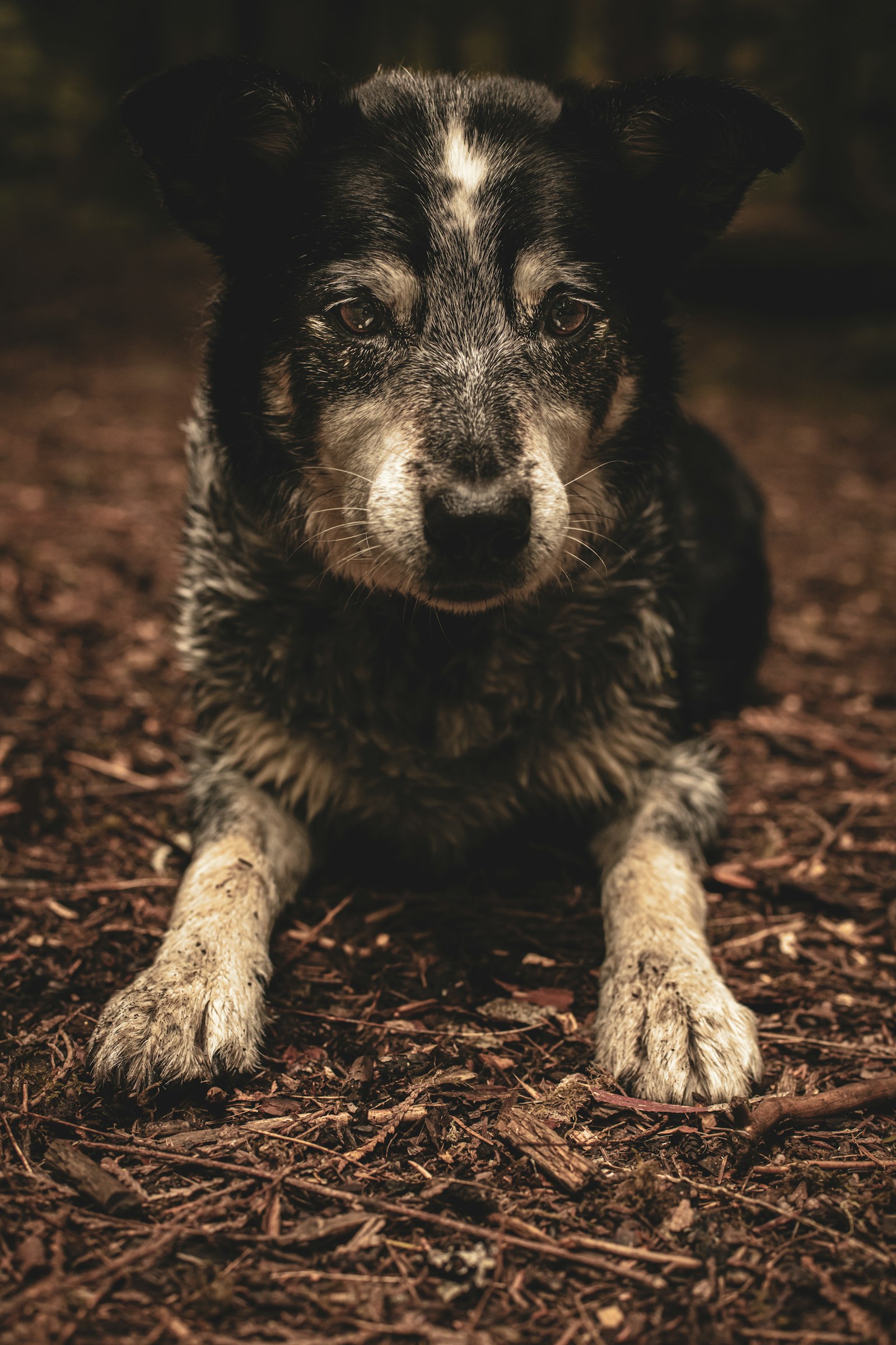Canon EOS 5DS + Canon EF 50mm F1.4 USM sample photo. Dog close-up photographyh photography