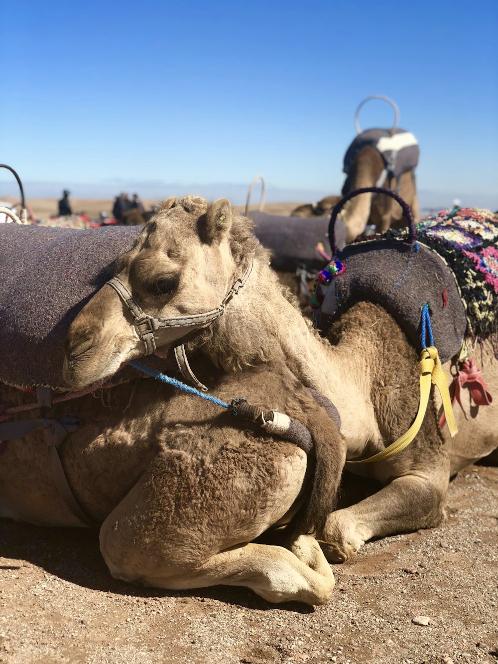 brown camel lying on brown ground under blue sky