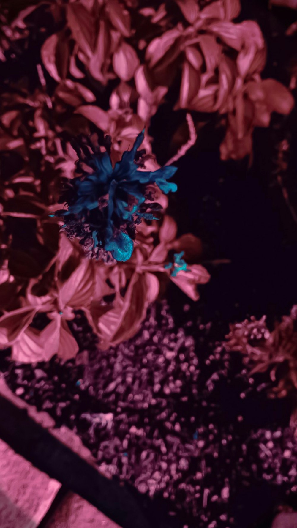 blue flower in selective-color photography