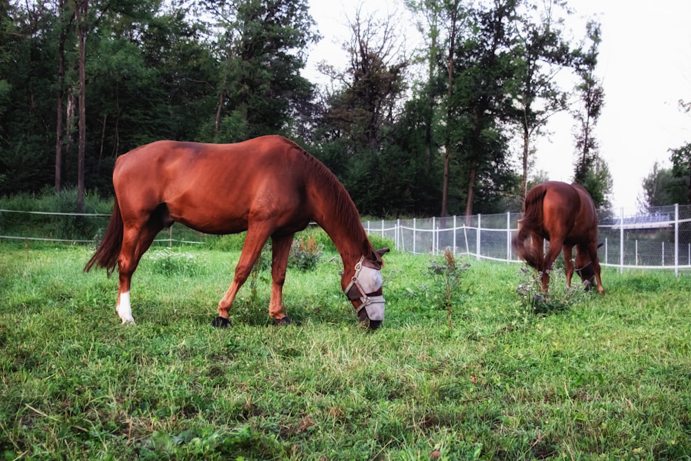 two brown horses grazing