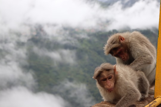 two white monkeys in Ooty India