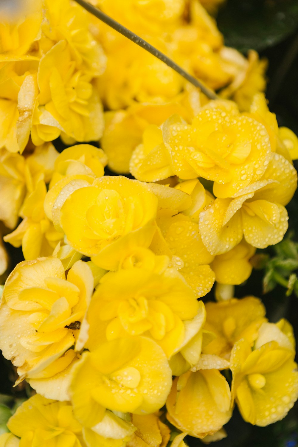 close-up photography of yellow cluster flowers