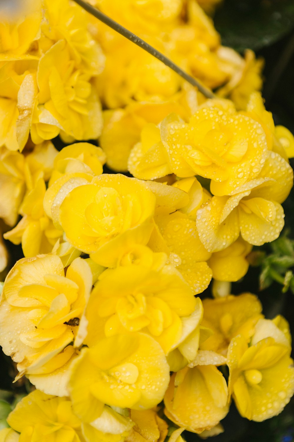 fotografia ravvicinata di fiori gialli a grappolo