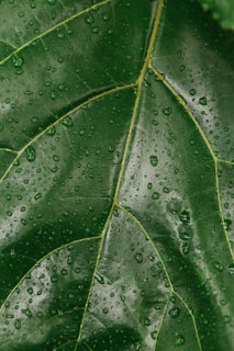 green-leafe plant