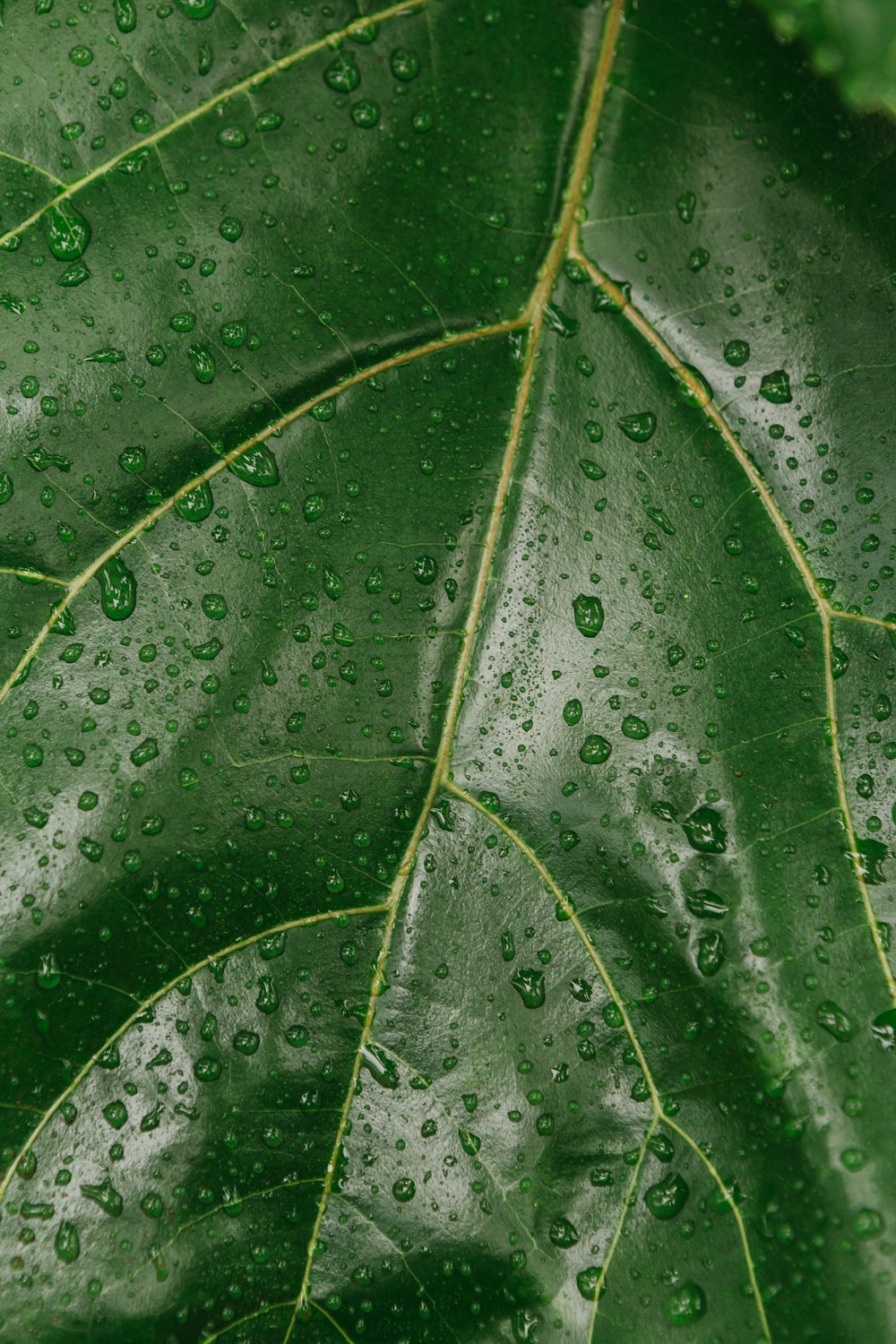 pianta a foglia verde