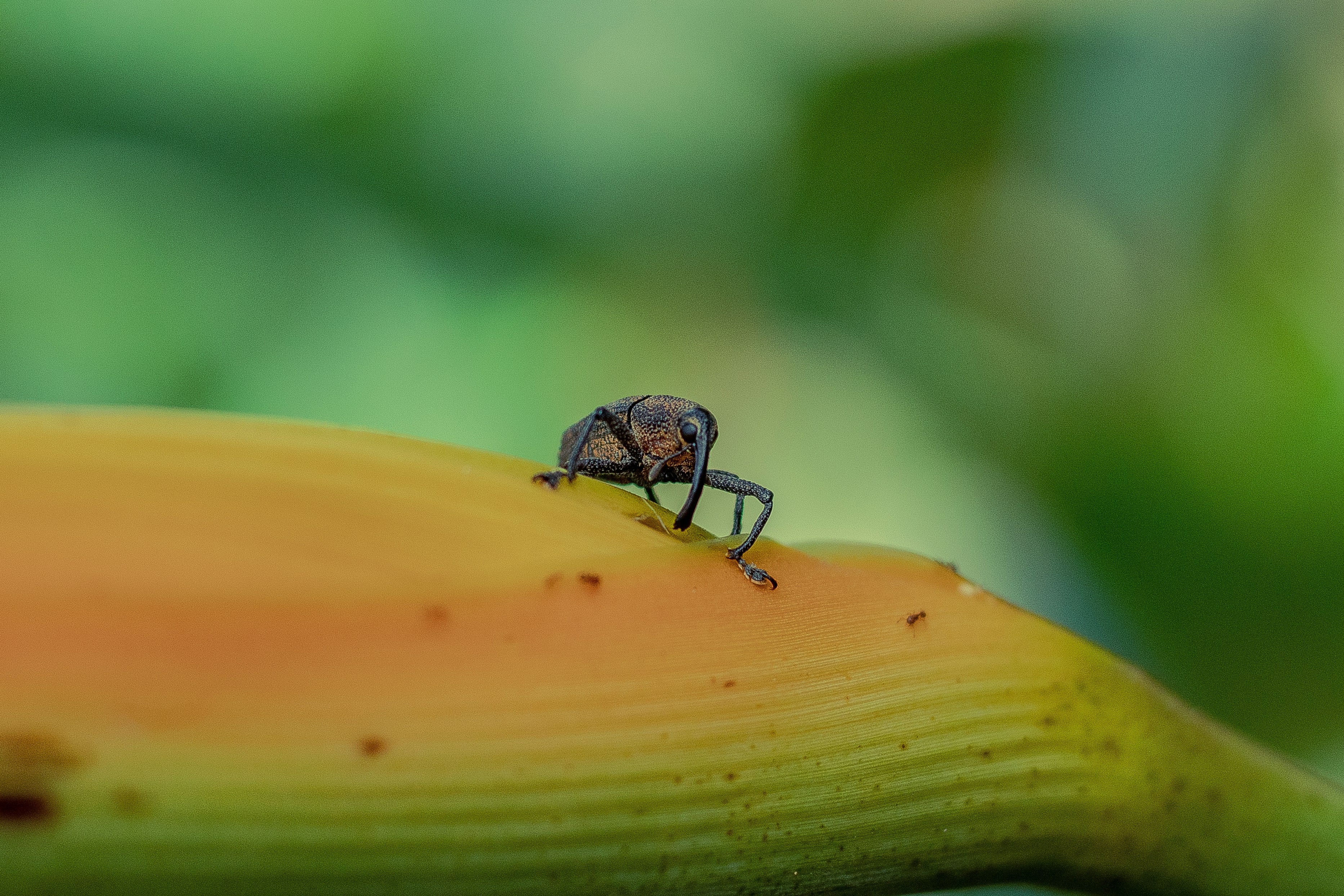 AplikasiTelemedicine dalam Merujuk Pasien dari Daerah Rural Image
