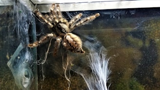 A large deadly spider caught during a routine inspection, showcasing expert spider control.