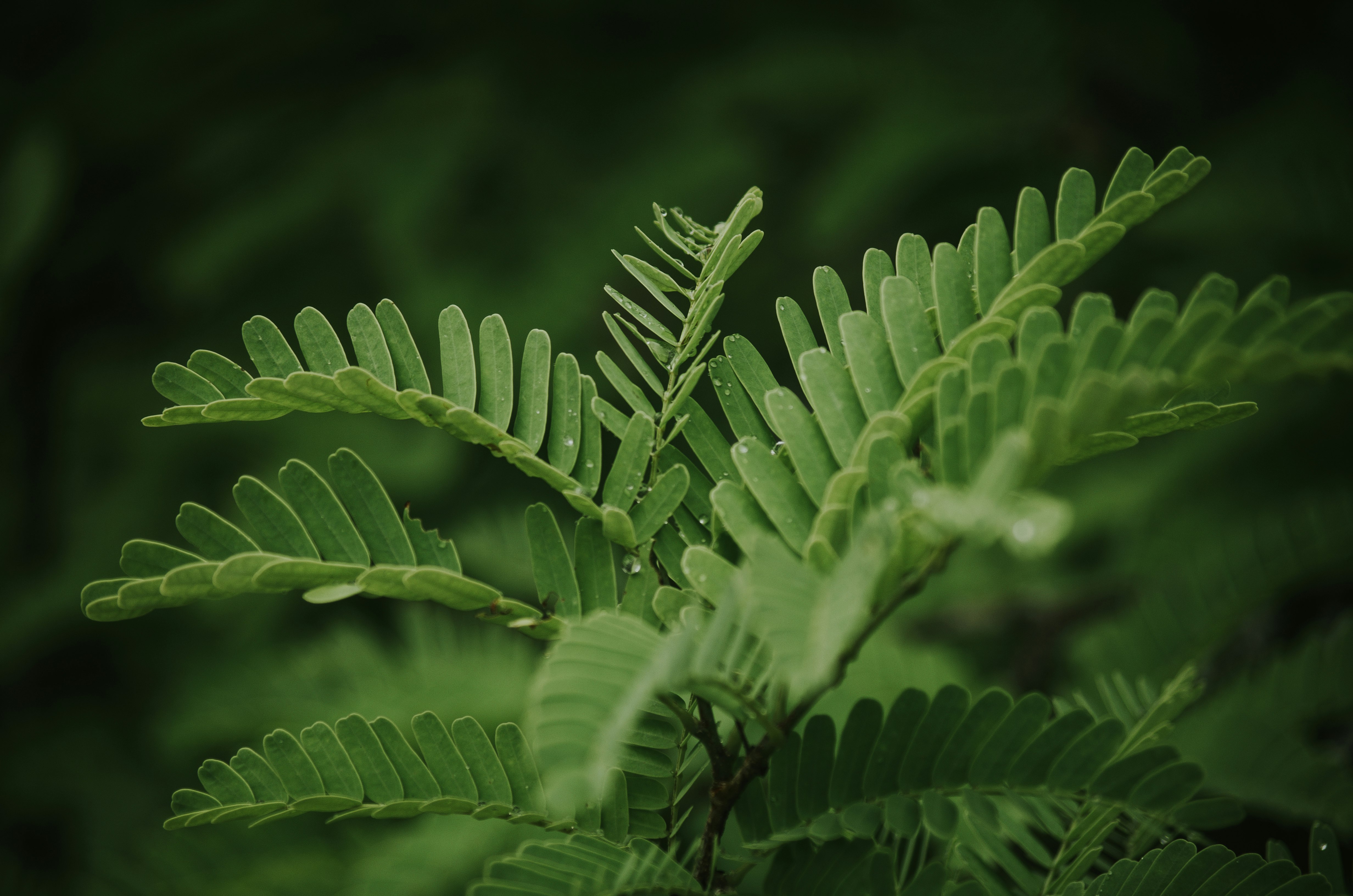 selective focus photo of green-petaled fern plant