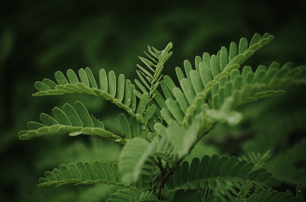 selective focus photo of green-petaled fern plant