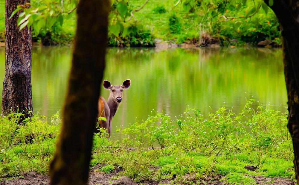 brown kangaroo standing near body of water