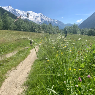 The lush green meadows of Gulmarg in full bloom.