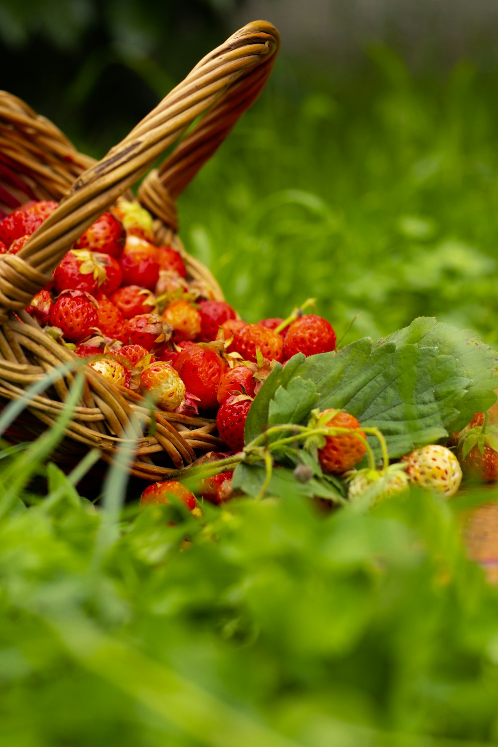 fraises en panier