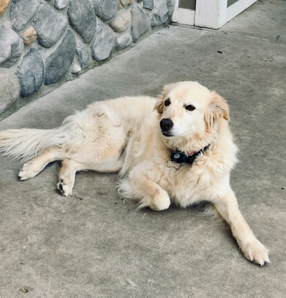 Golden retriever adulto