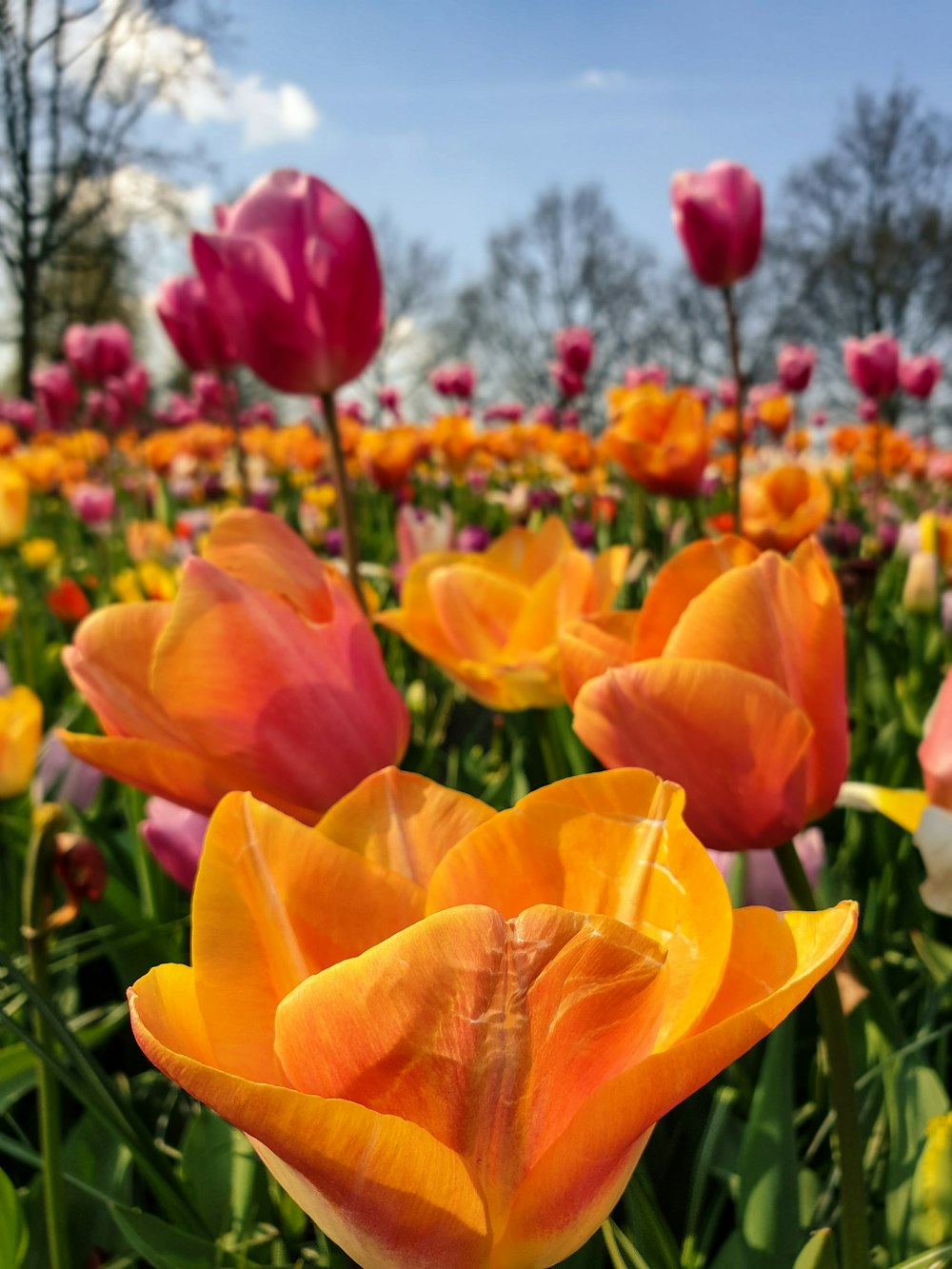 Tulipanes naranjas y rosas