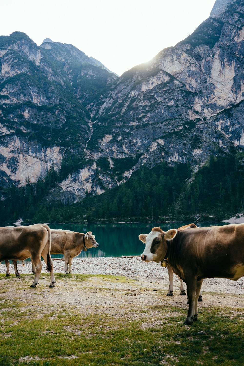 Cuatro vacas de pie sobre la hierba verde