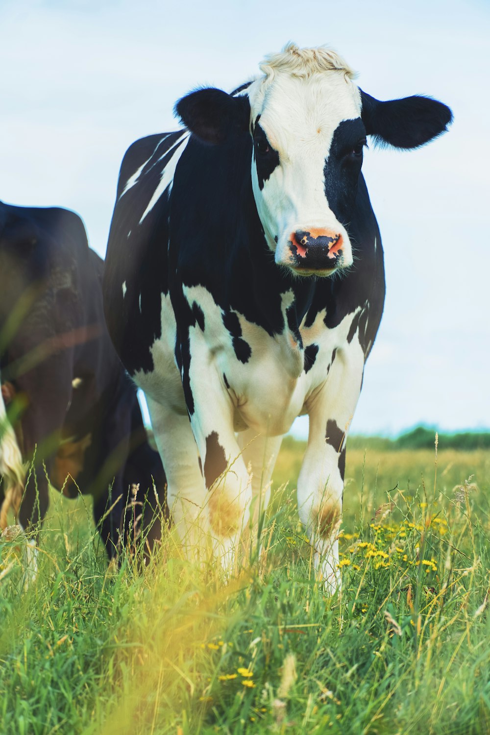 white and black cattle on green grass