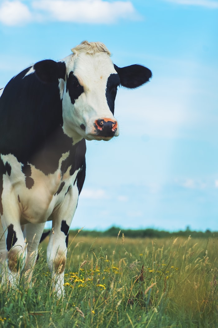 White and brown dairy cow portrait