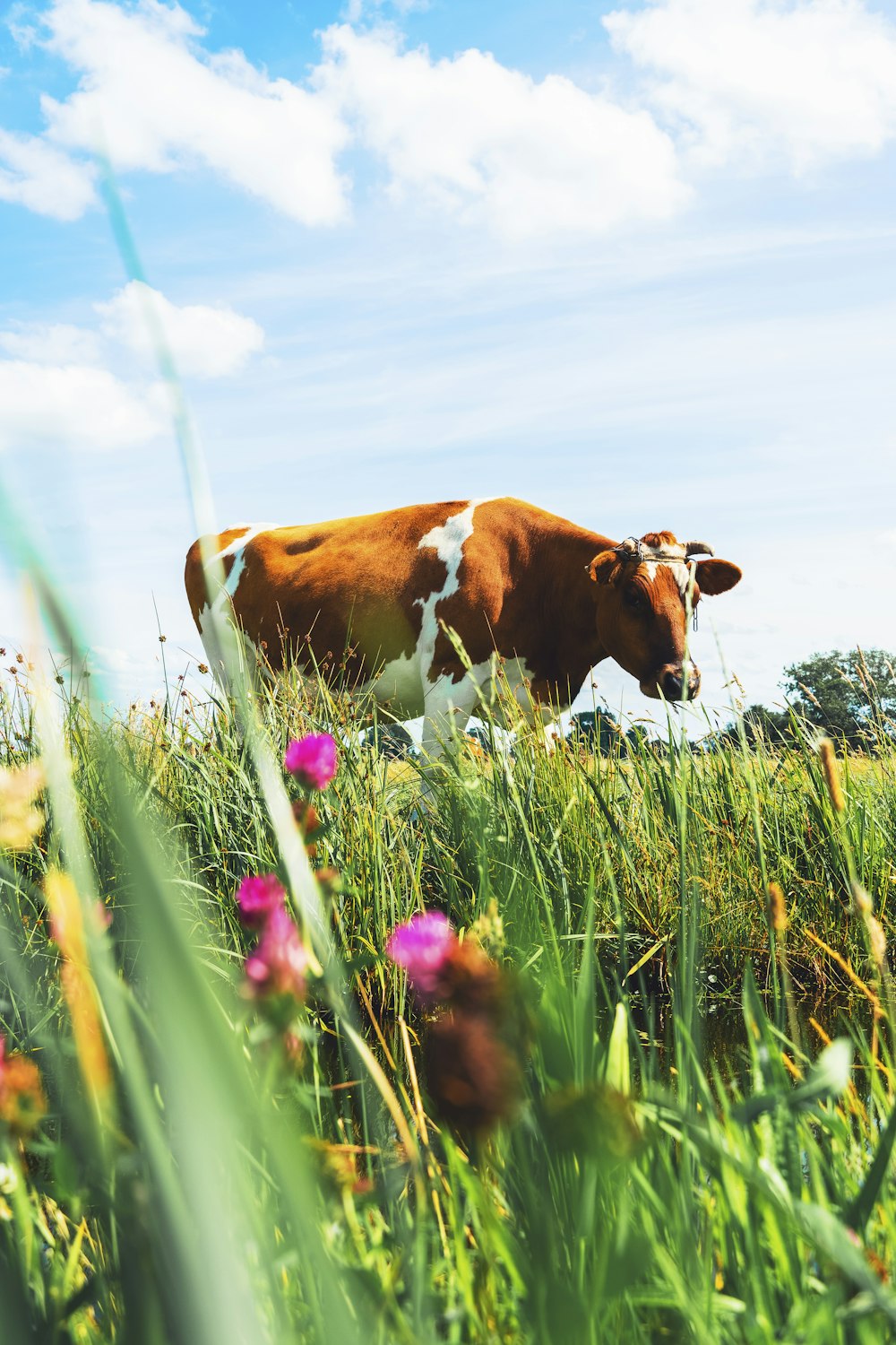 brown cattle