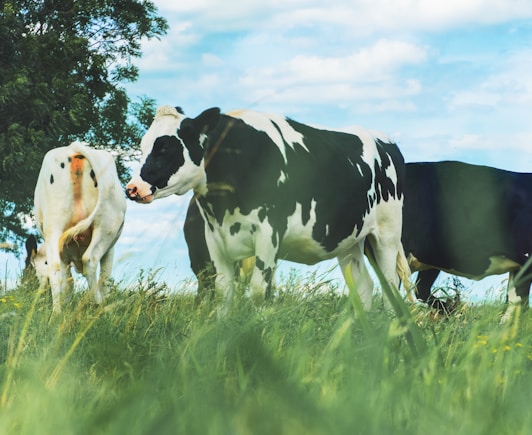 three cows standing on green grass