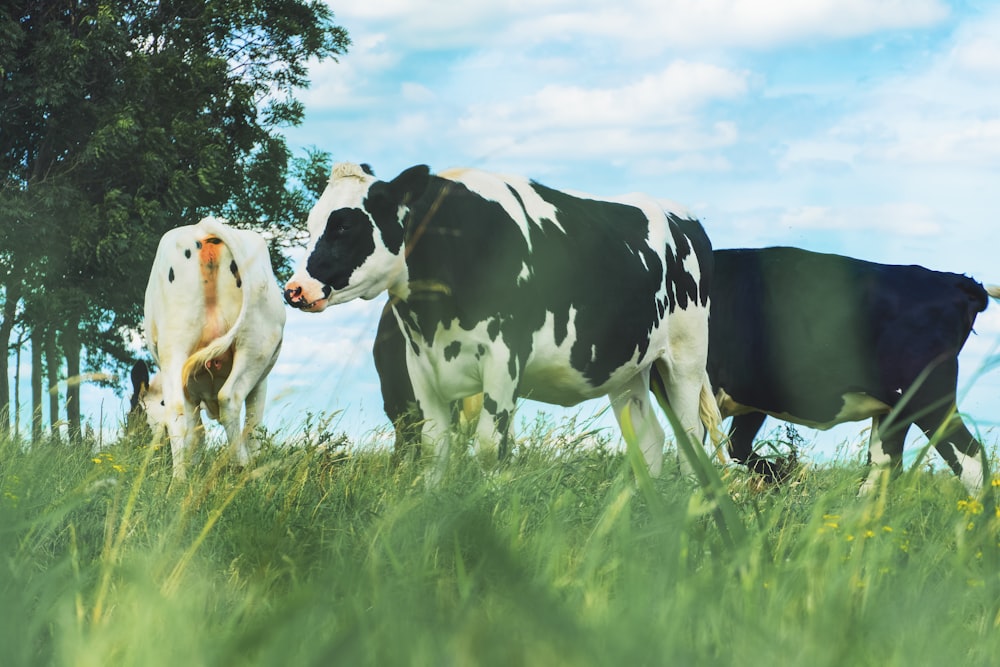 tre mucche in piedi sull'erba verde