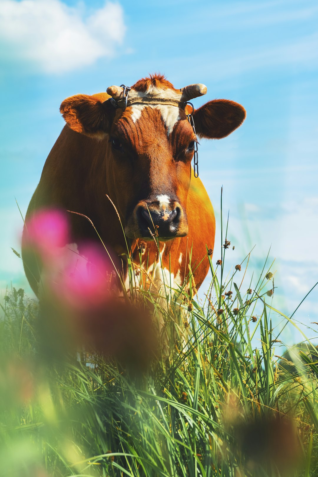 brown and white cow