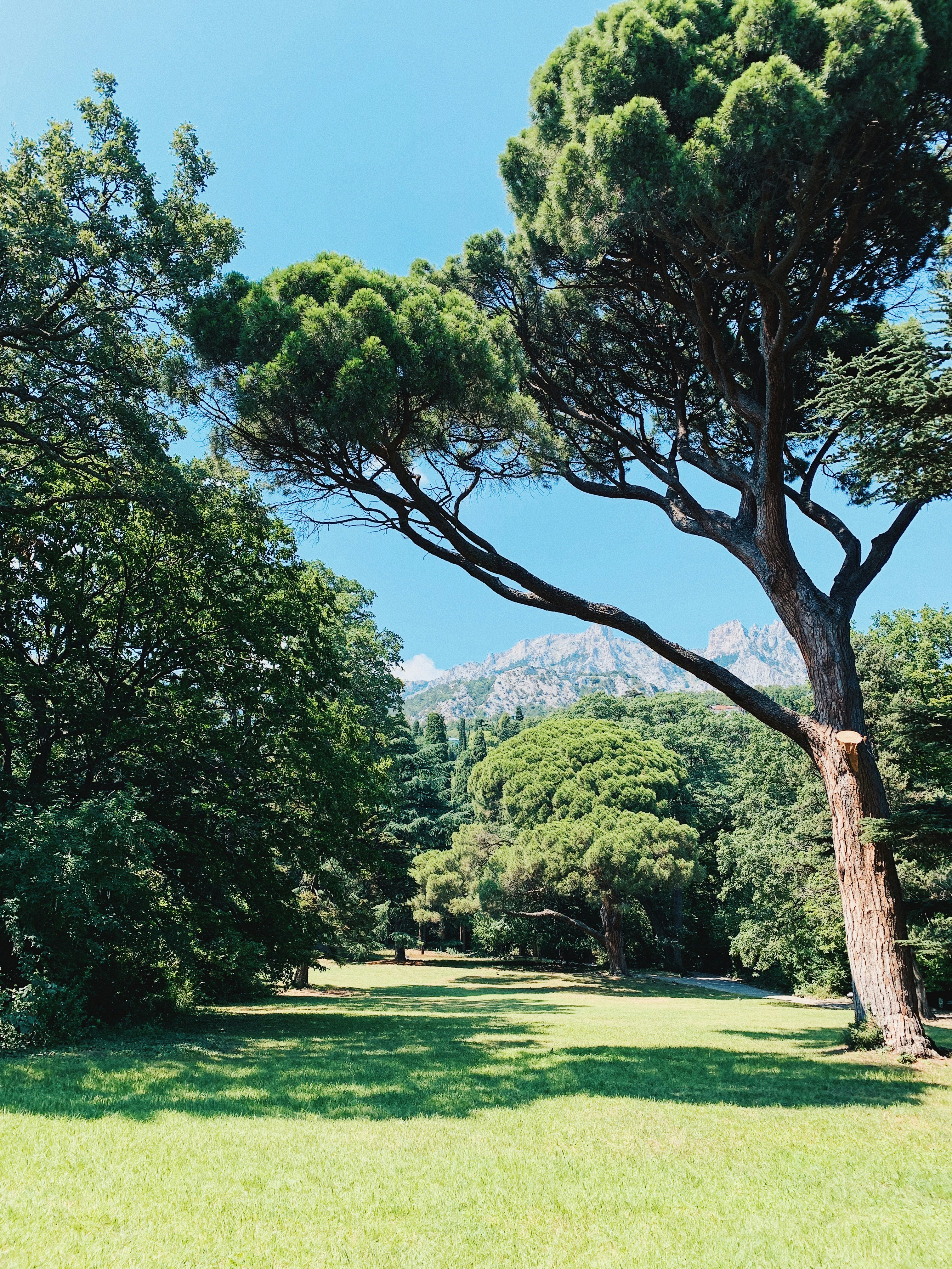 a large tree in the middle of a field