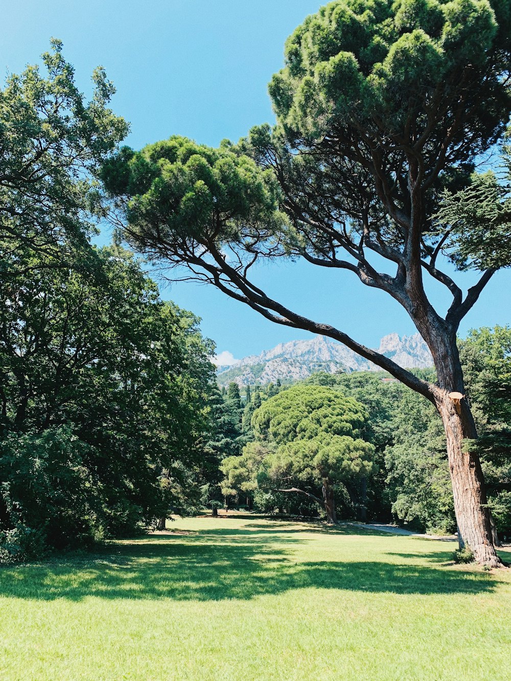 a large tree in the middle of a field