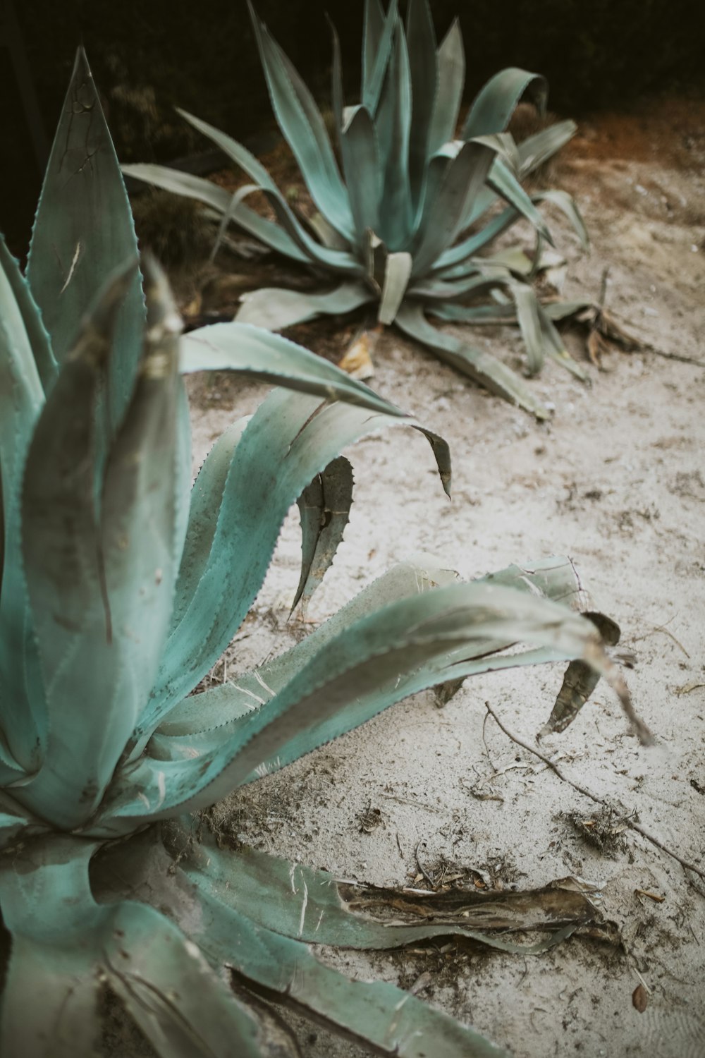 green leafed plant