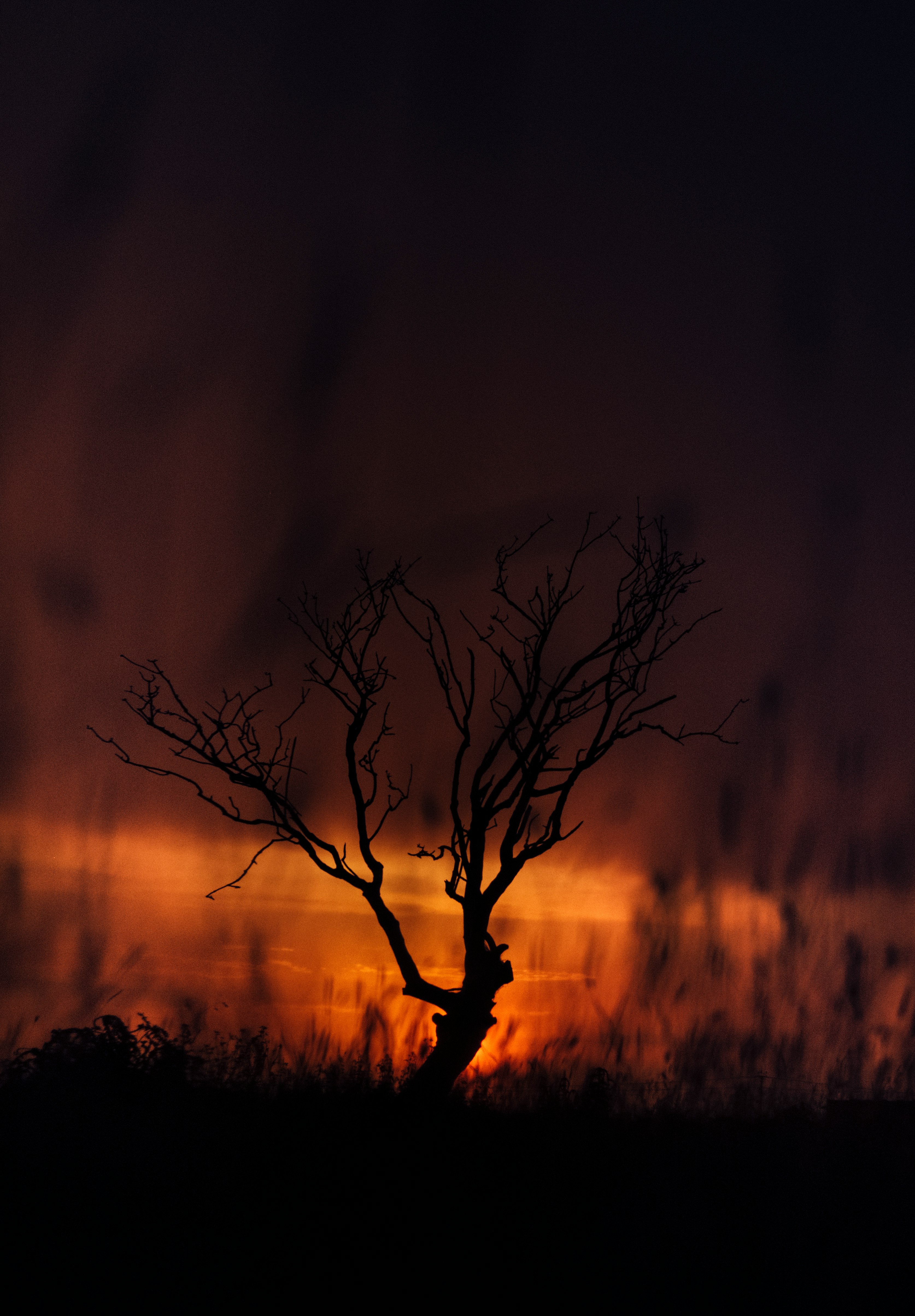 silhouette of tree