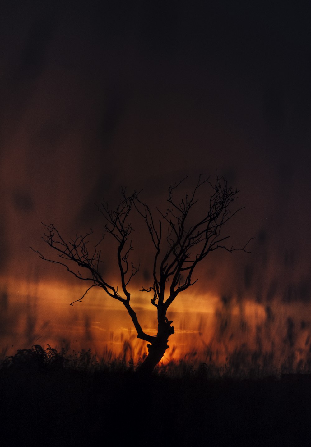 silhouette of tree