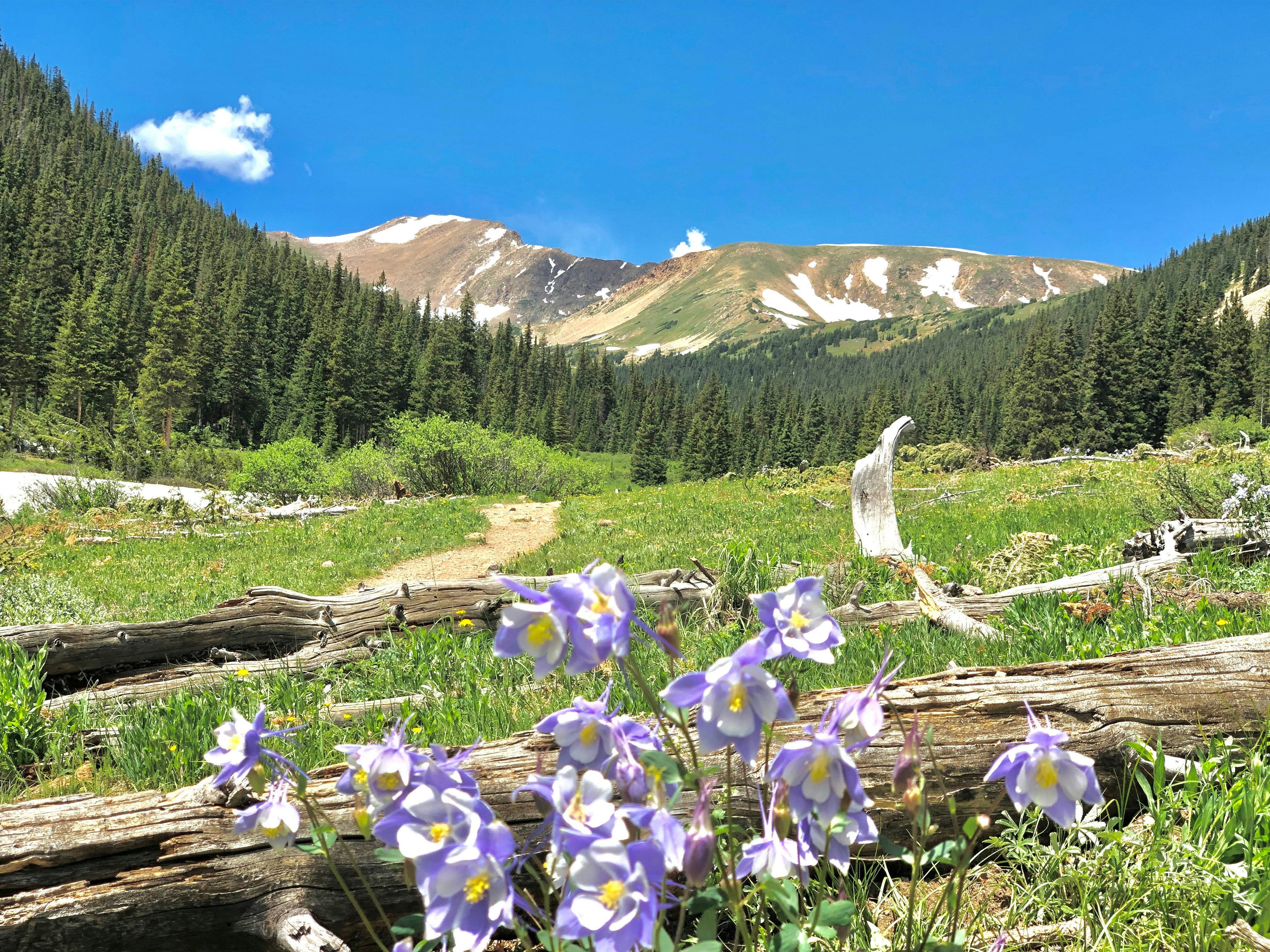 High-country Colorado mountain meadow with wildflowers and conifer trees in summer sunlight