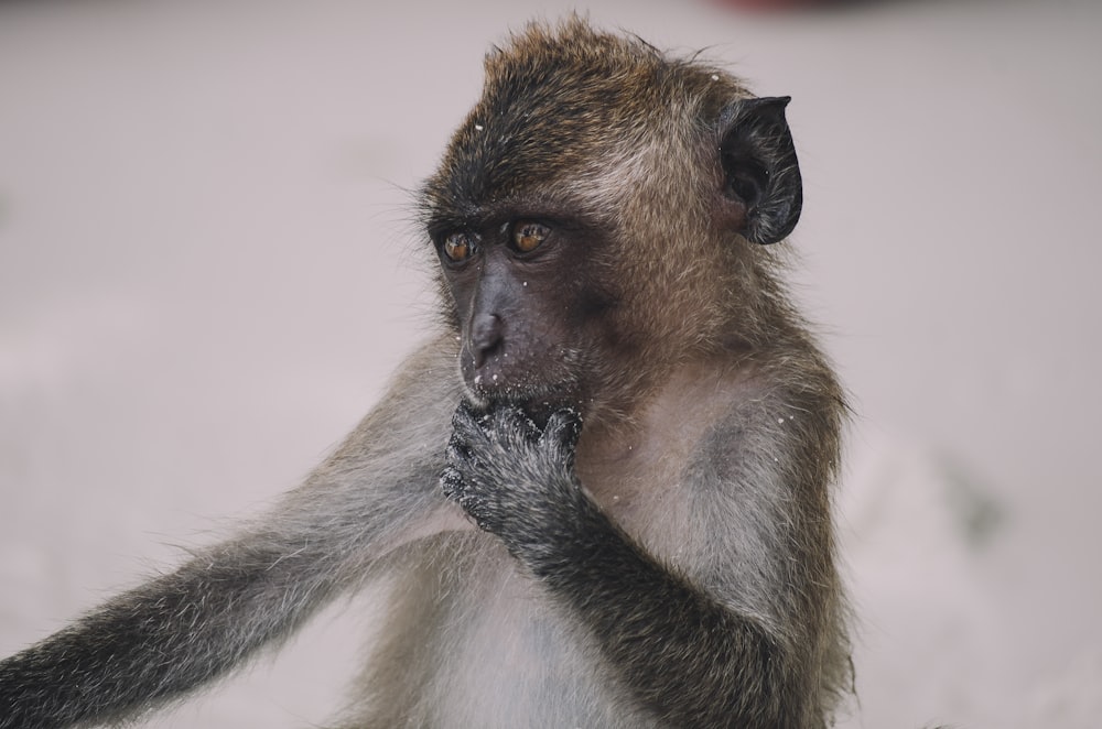 foto de closeup do macaco