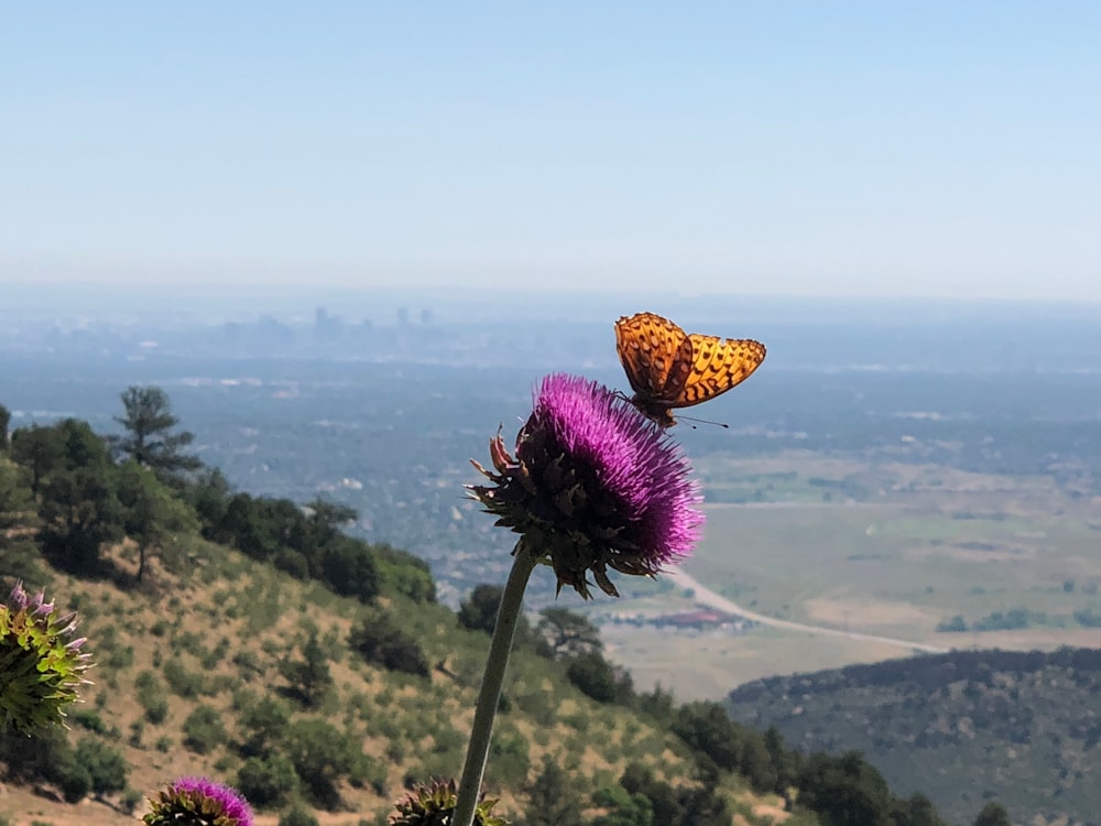 butterfly on flower