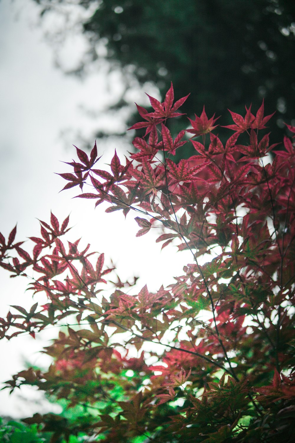 a tree with red leaves in front of a cloudy sky